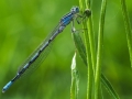 Coenagrion puella 2