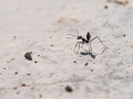 Iranian Ant