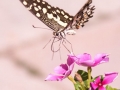 Lepidoptera Iran