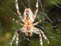 Araneus diadematus