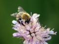 Bombus