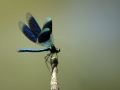 Calopteryx splendens