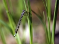 Coenagrion puella 1