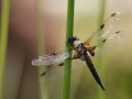 Libellula quadrimaculata