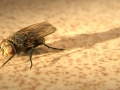 Musca domestica