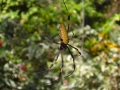 Nephila clavipes