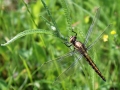 Odonata