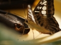 Parthenos sylvia 1