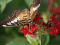 Parthenos sylvia 2