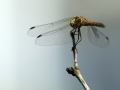 Sympetrum striolatum