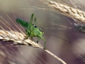 Tettigonia viridissima