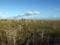 Everglades