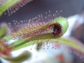 Drosera capensis typ 'broad leaf' Blatt