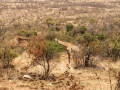Giraffa camelopardalis 2
