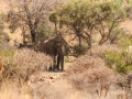 Loxodonta africana