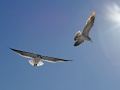 Laridae