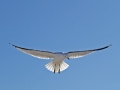 Larus 1