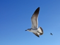 Larus 2