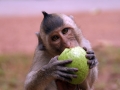 Macaca