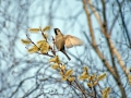 Passer domesticus