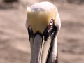 Pelecanus occidentalis