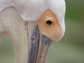 Pelecanus