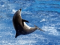 Tursiops truncatus